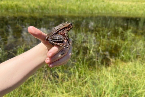 Frog in hand near river. CDFW photo